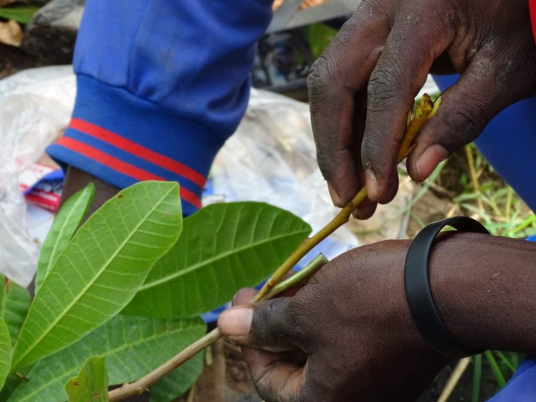  Projet d’Appui à la Compétitivité des Filières Agricoles et à la Diversification des Exportations (PACOFIDE)